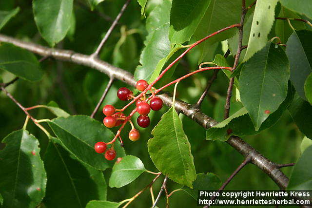  black cherry ، wild black cherry ، rum cherry